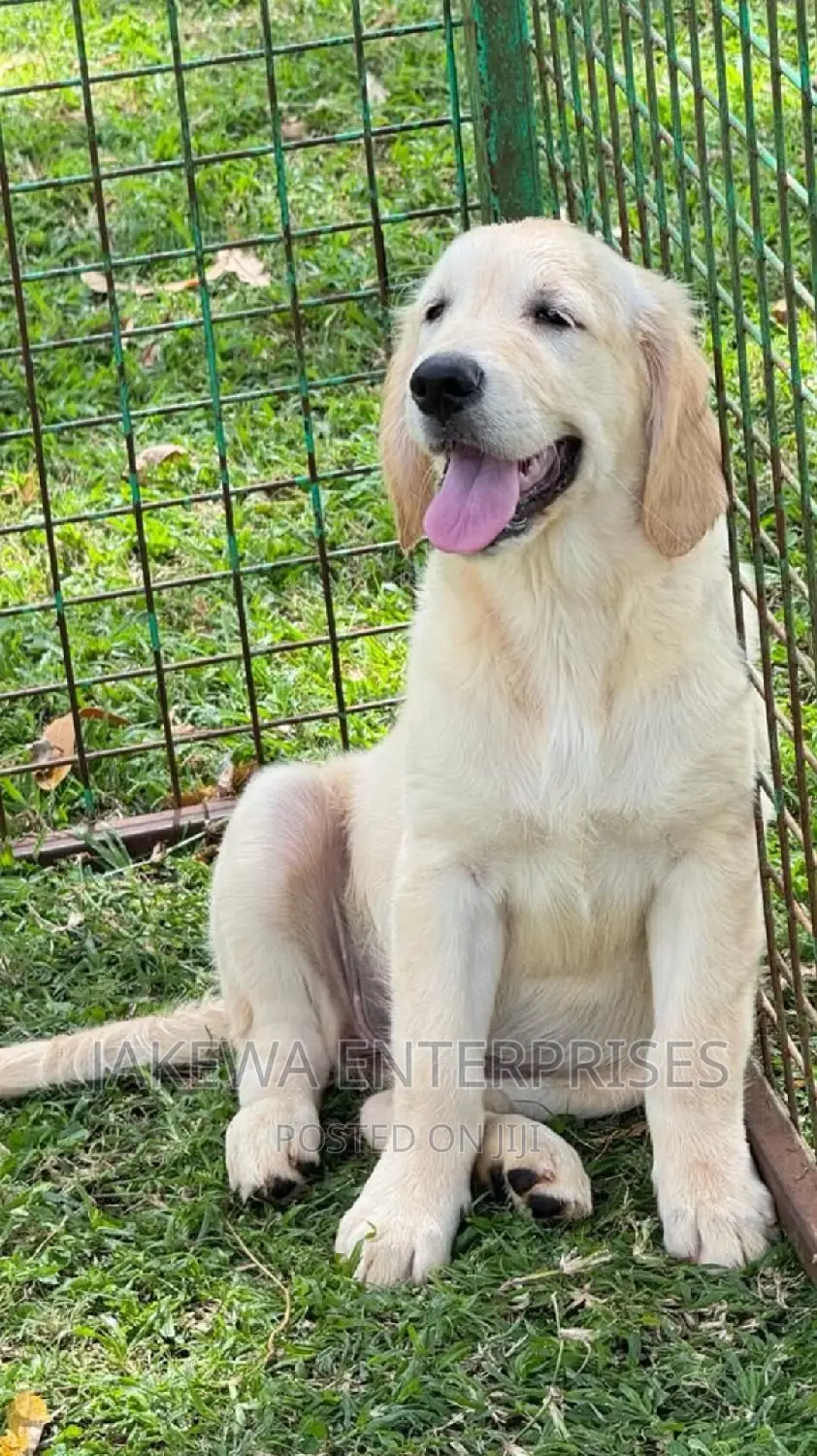 1-3 months Female Purebred Golden Retriever
