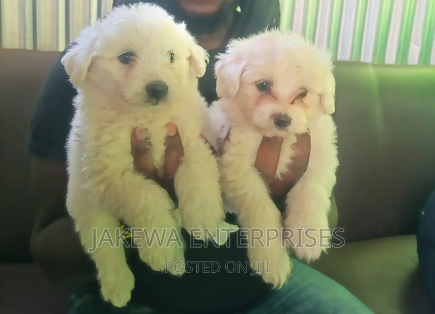 1-3 months Female Purebred Maltese