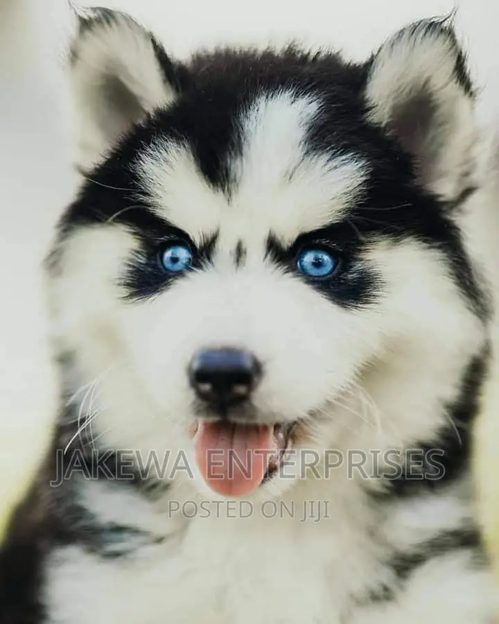 1-3 months Male Purebred Siberian Husky