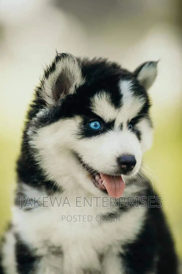 1-3 months Male Purebred Siberian Husky