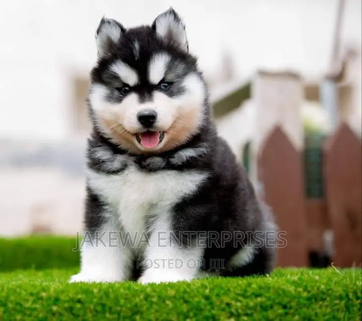 1-3 months Female Purebred Siberian Husky