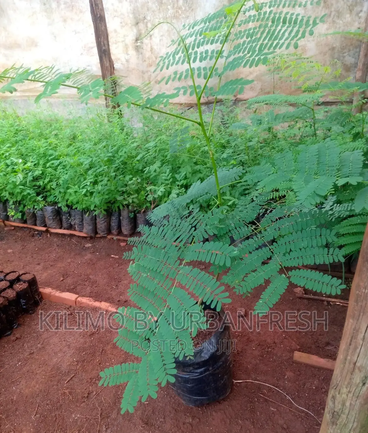Flamboyant Tree Seedlings Available