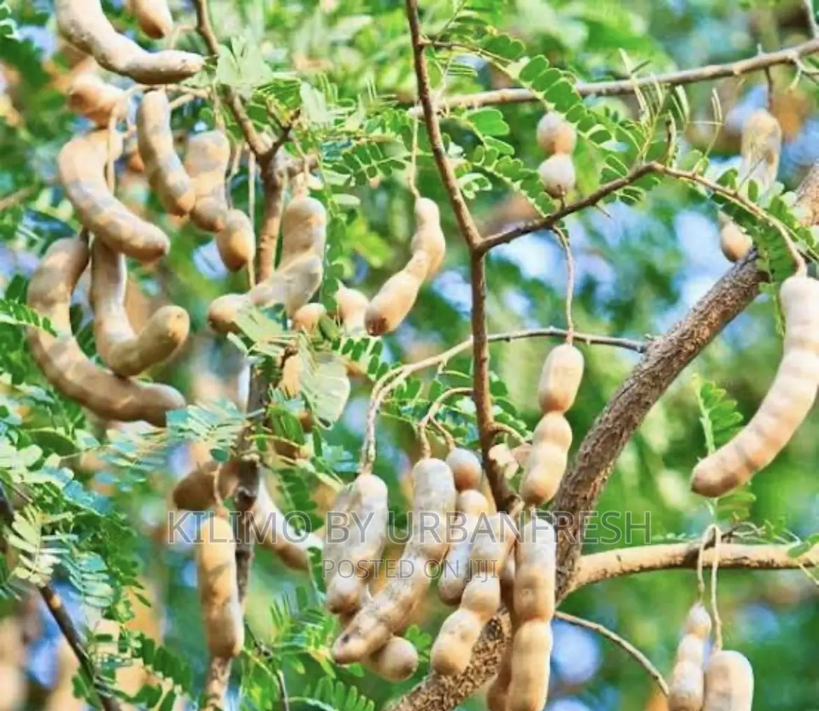 Tamarind Tree Seedlings Moq 5.