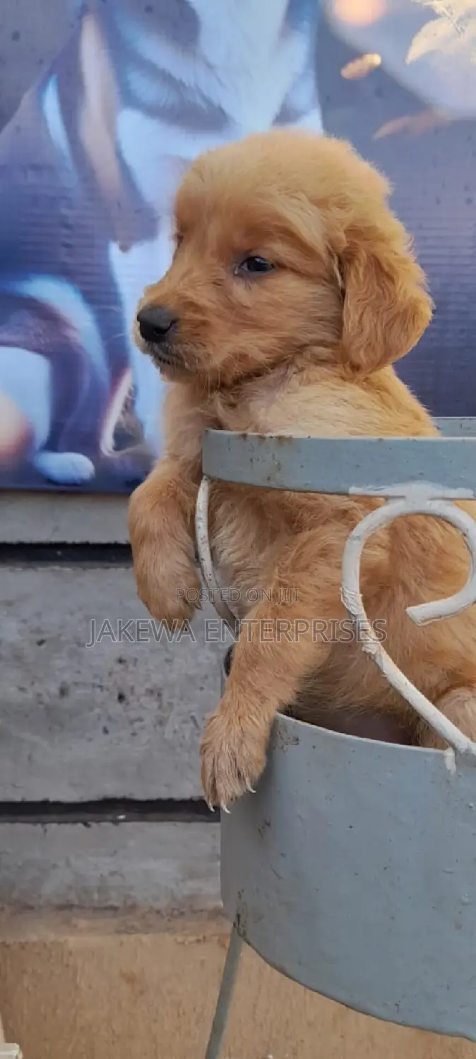 1-3 months Female Purebred Golden Retriever