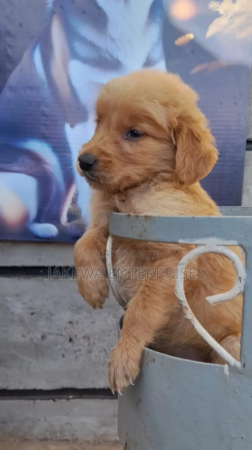 1-3 months Female Purebred Golden Retriever