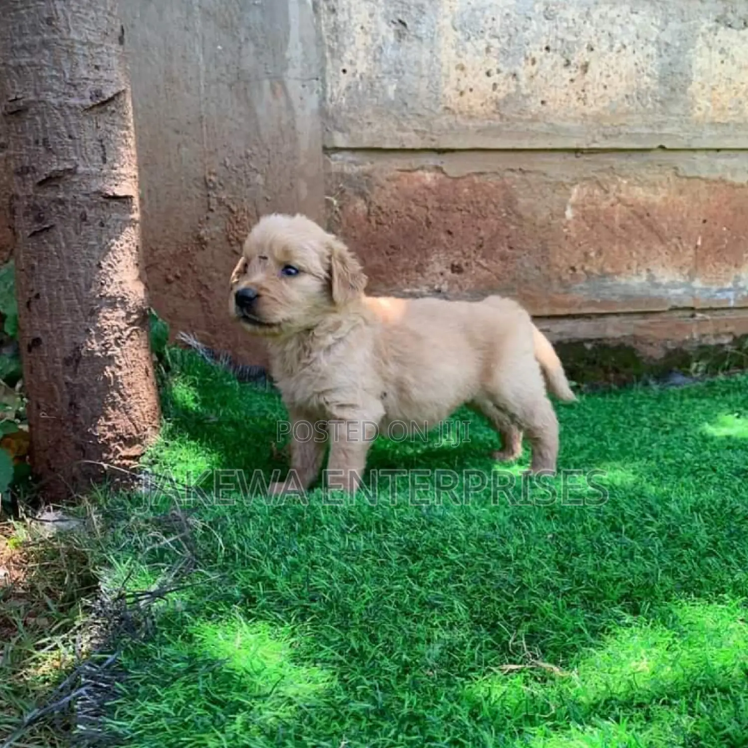 1-3 months Male Purebred Golden Retriever