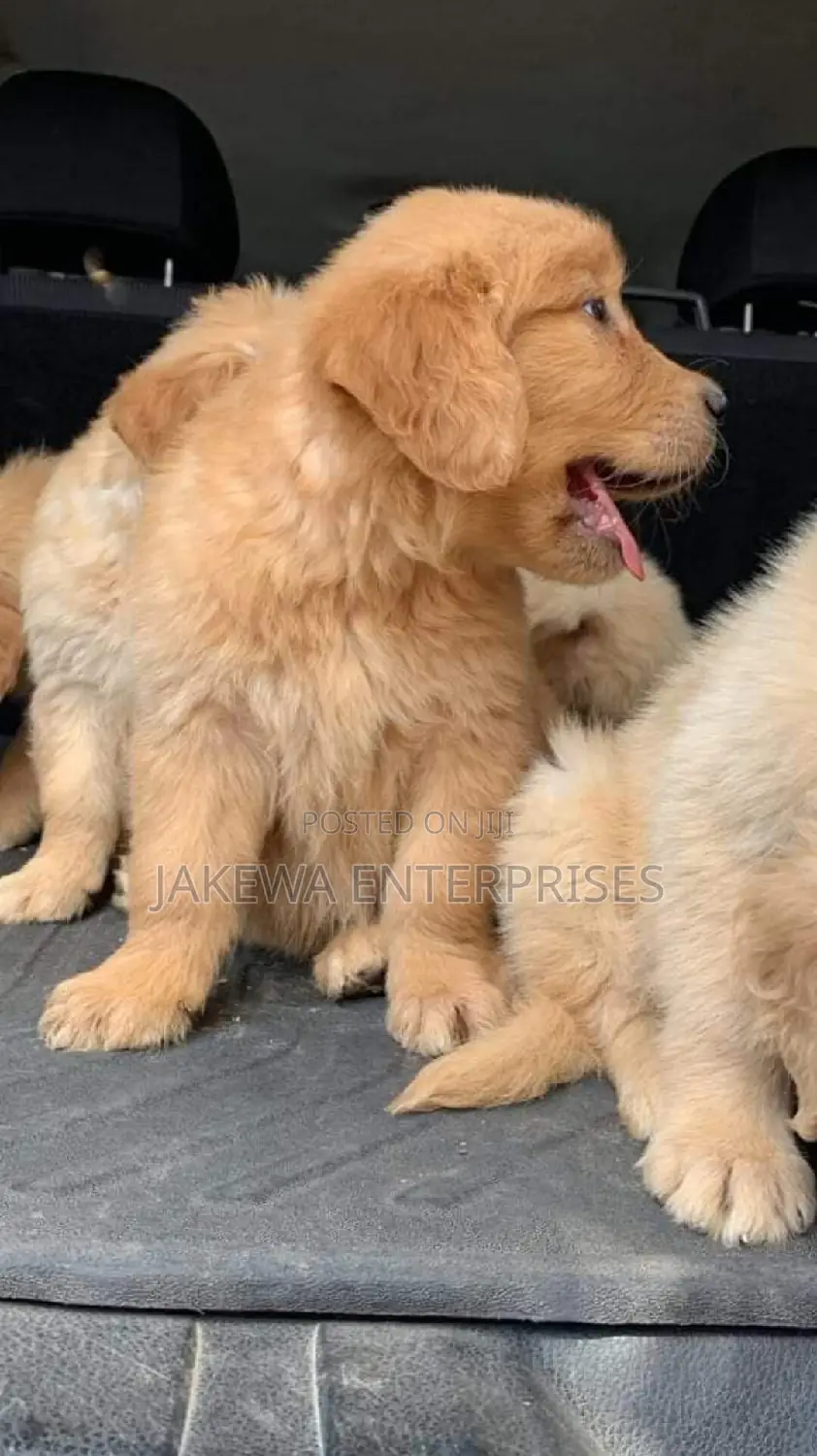 1-3 months Female Purebred Golden Retriever
