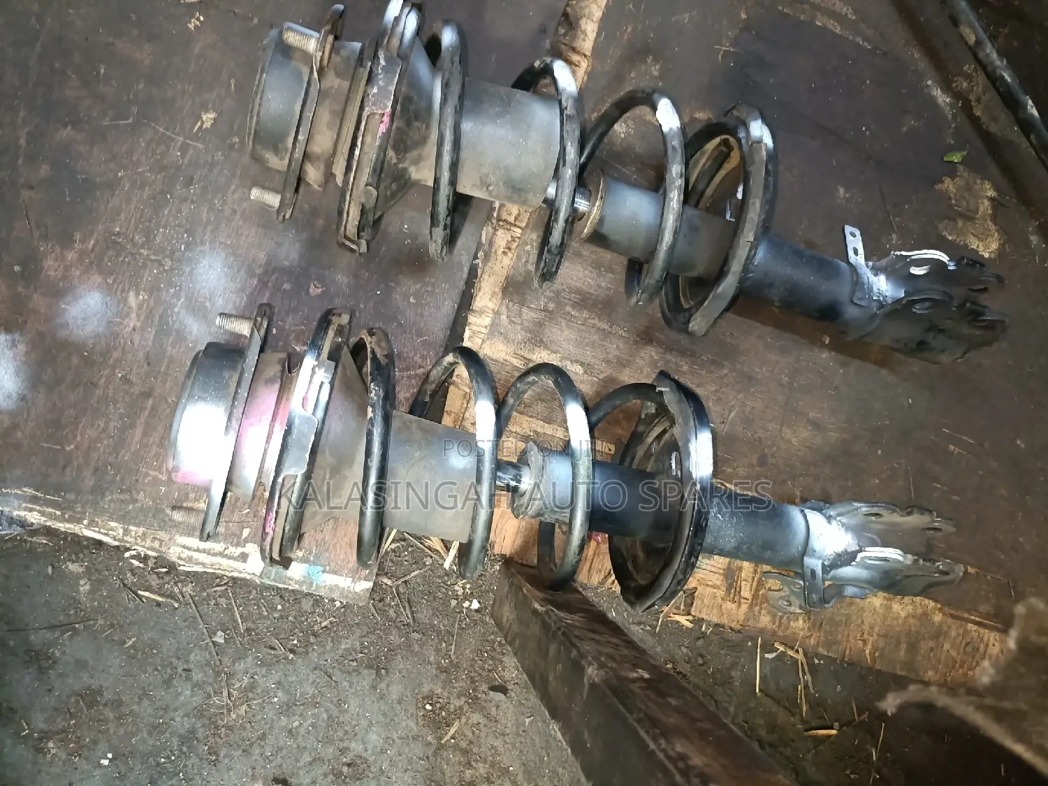 Premio Nyoka Shocks