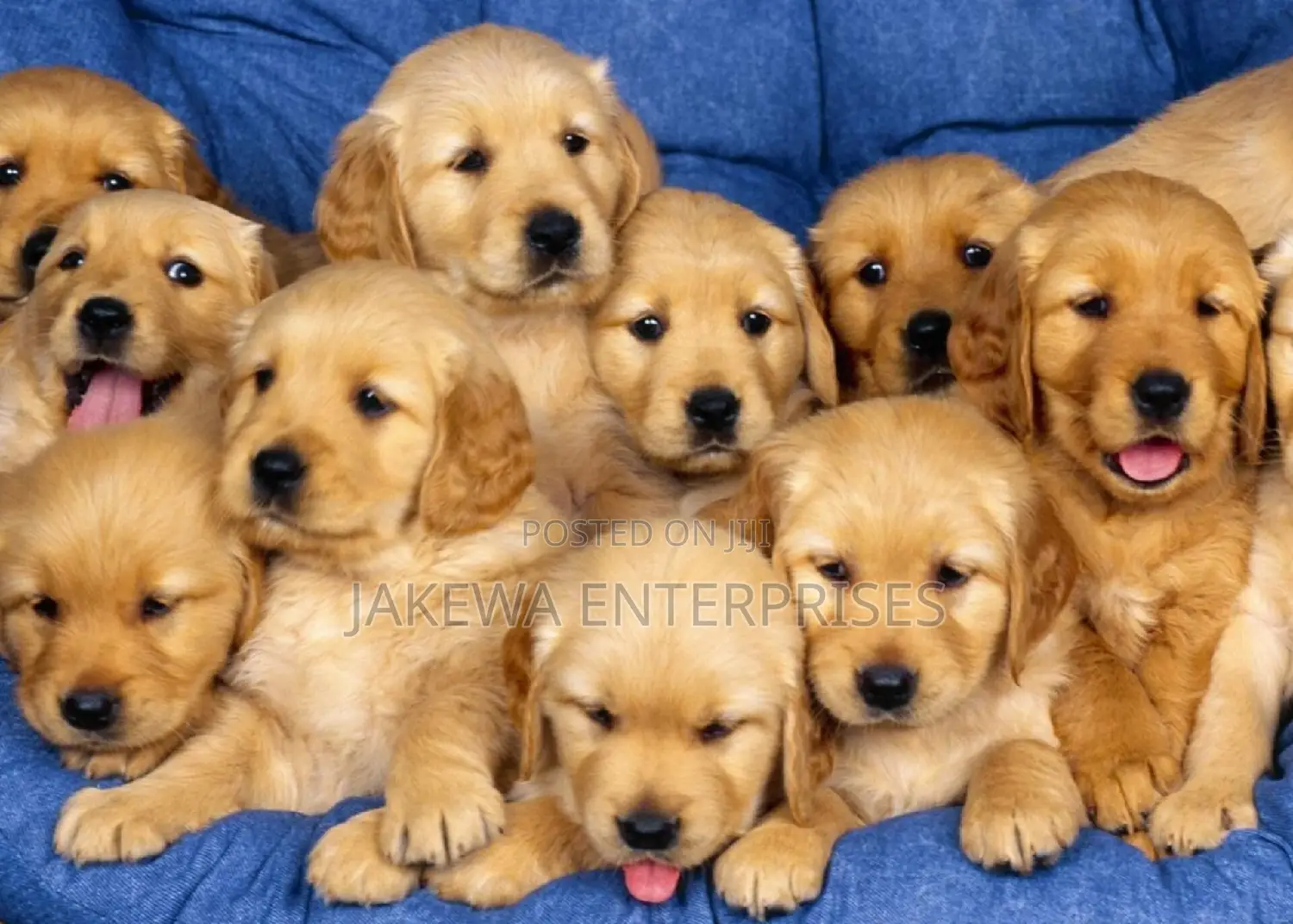 1-3 months Female Purebred Golden Retriever