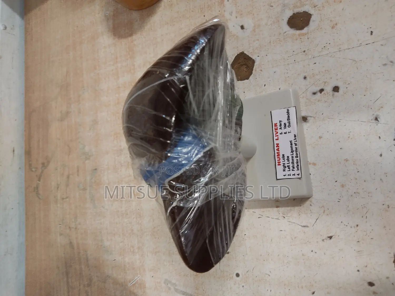 Model Human Liver on Stand 5 Inch General Details