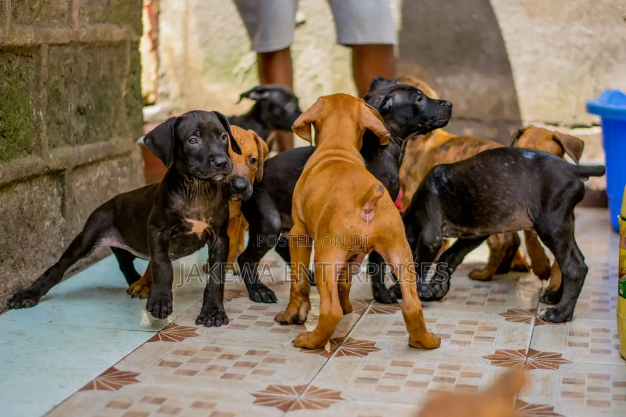 1-3 months Male Purebred Boerboel