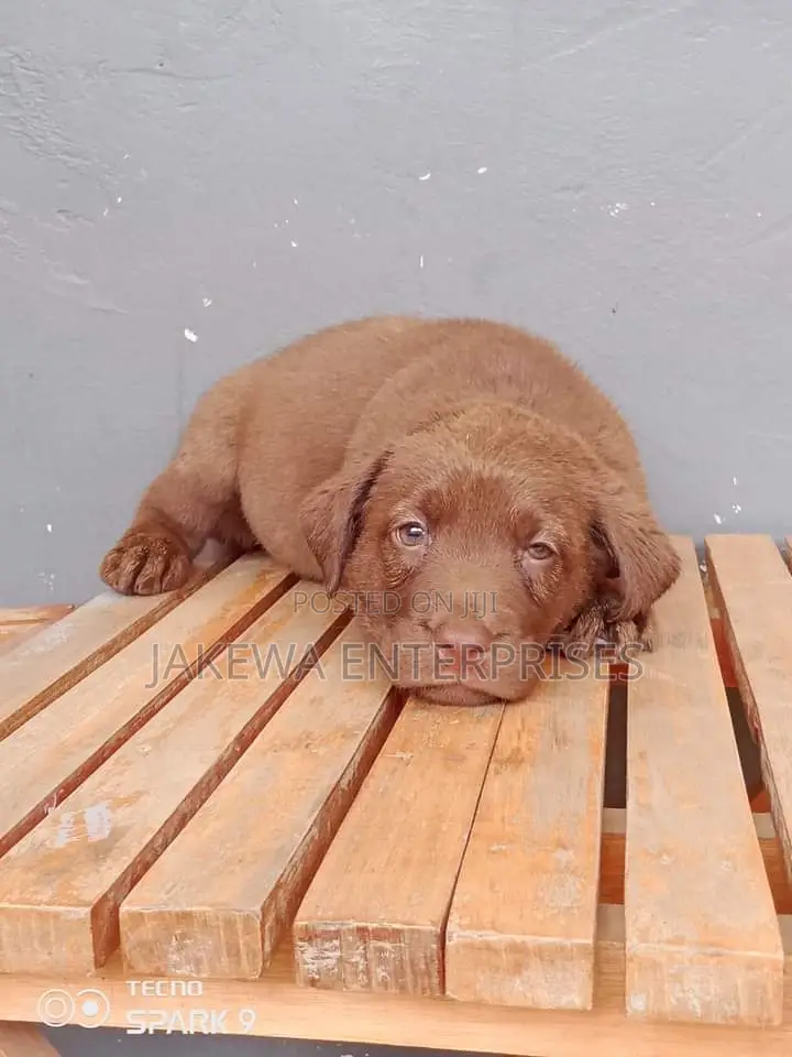 1-3 months Male Purebred Labrador Retriever