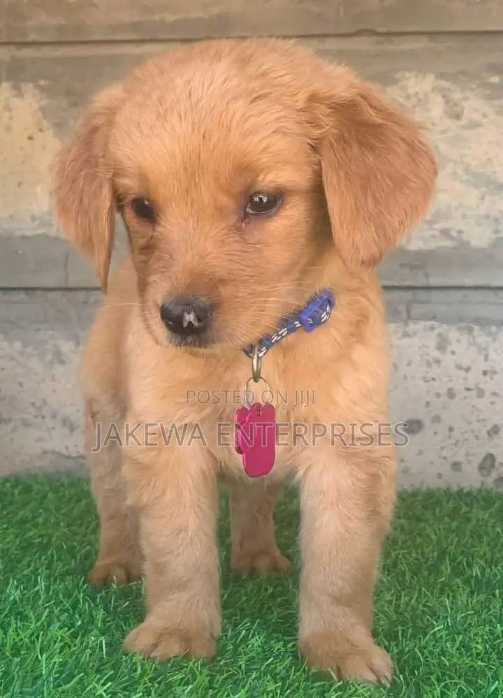 1-3 months Female Purebred Golden Retriever