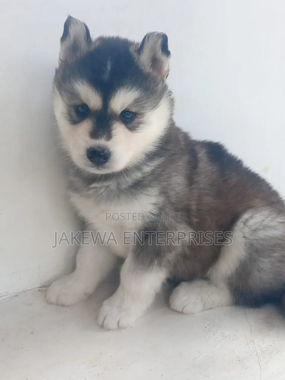 1-3 months Female Purebred Siberian Husky