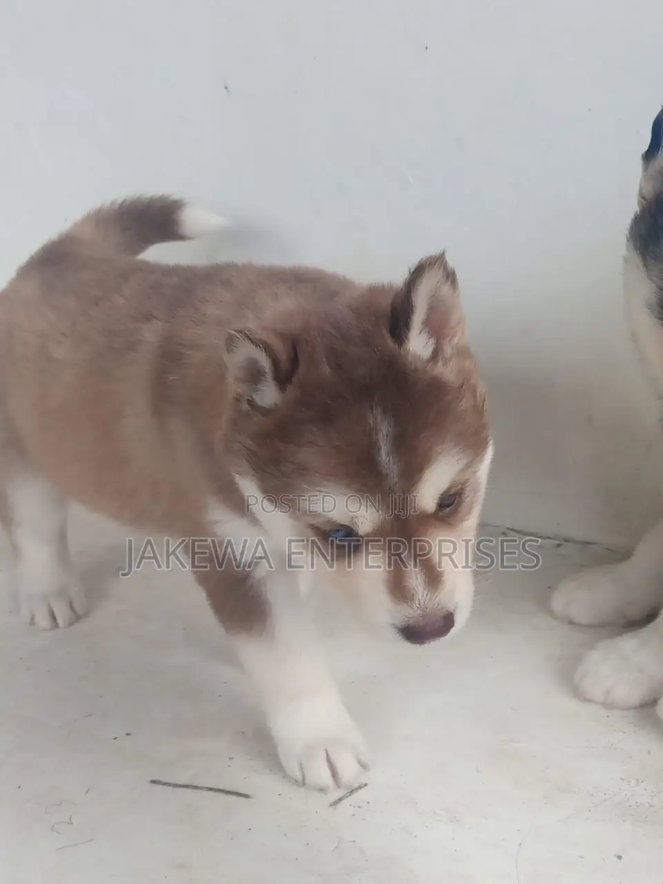 1-3 months Male Purebred Siberian Husky