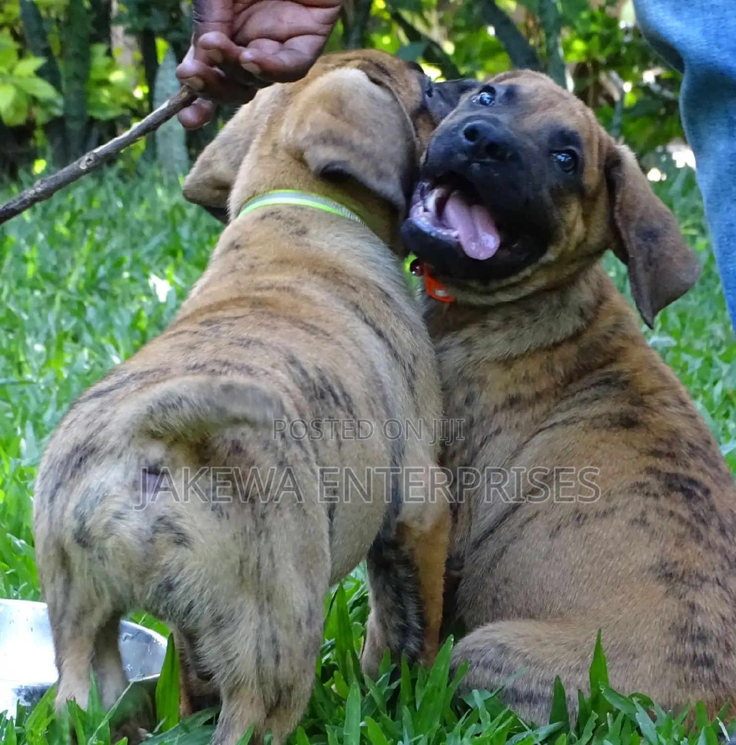 1-3 months Male Purebred Boerboel