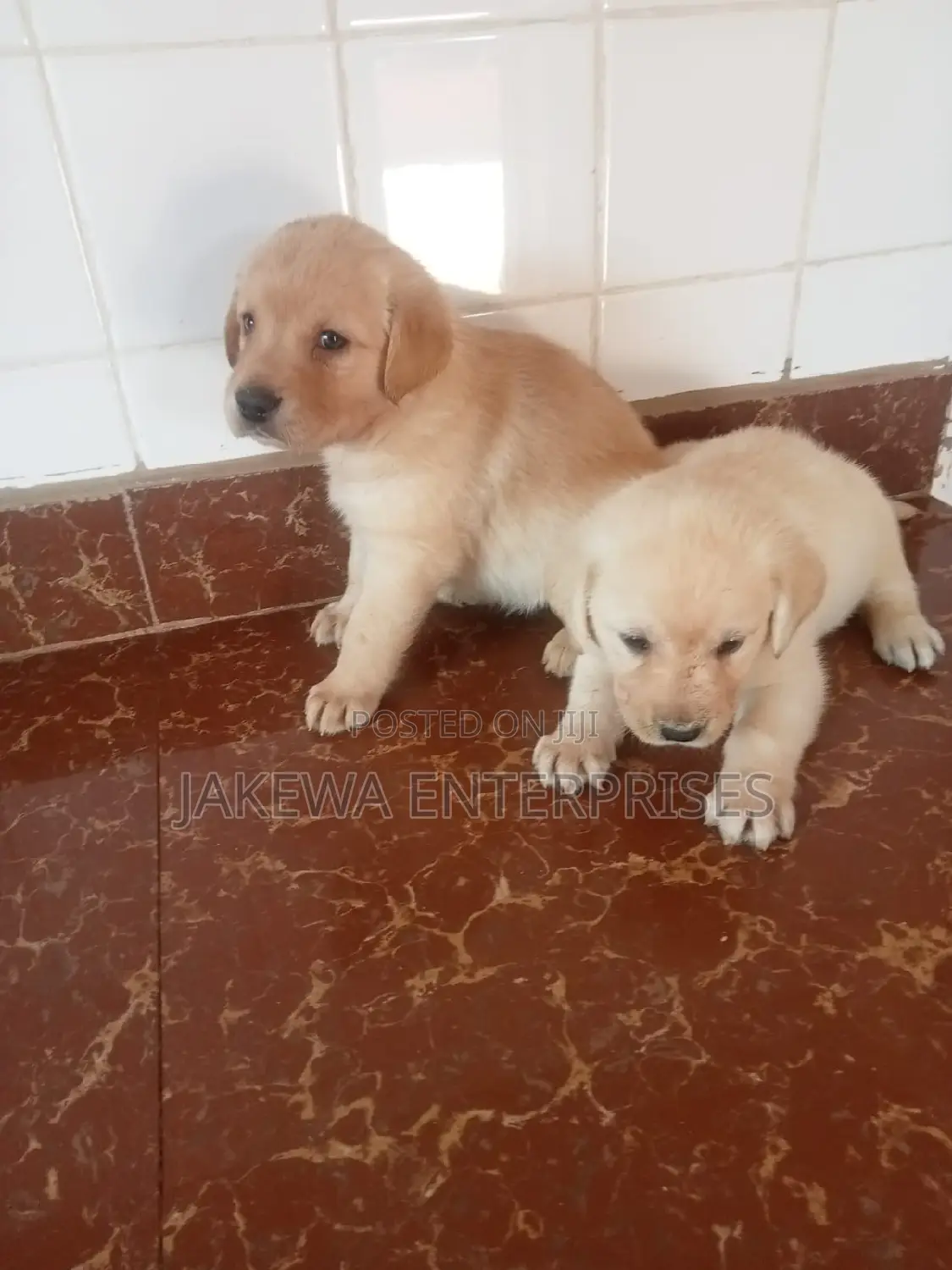 1-3 months Male Purebred Labrador Retriever