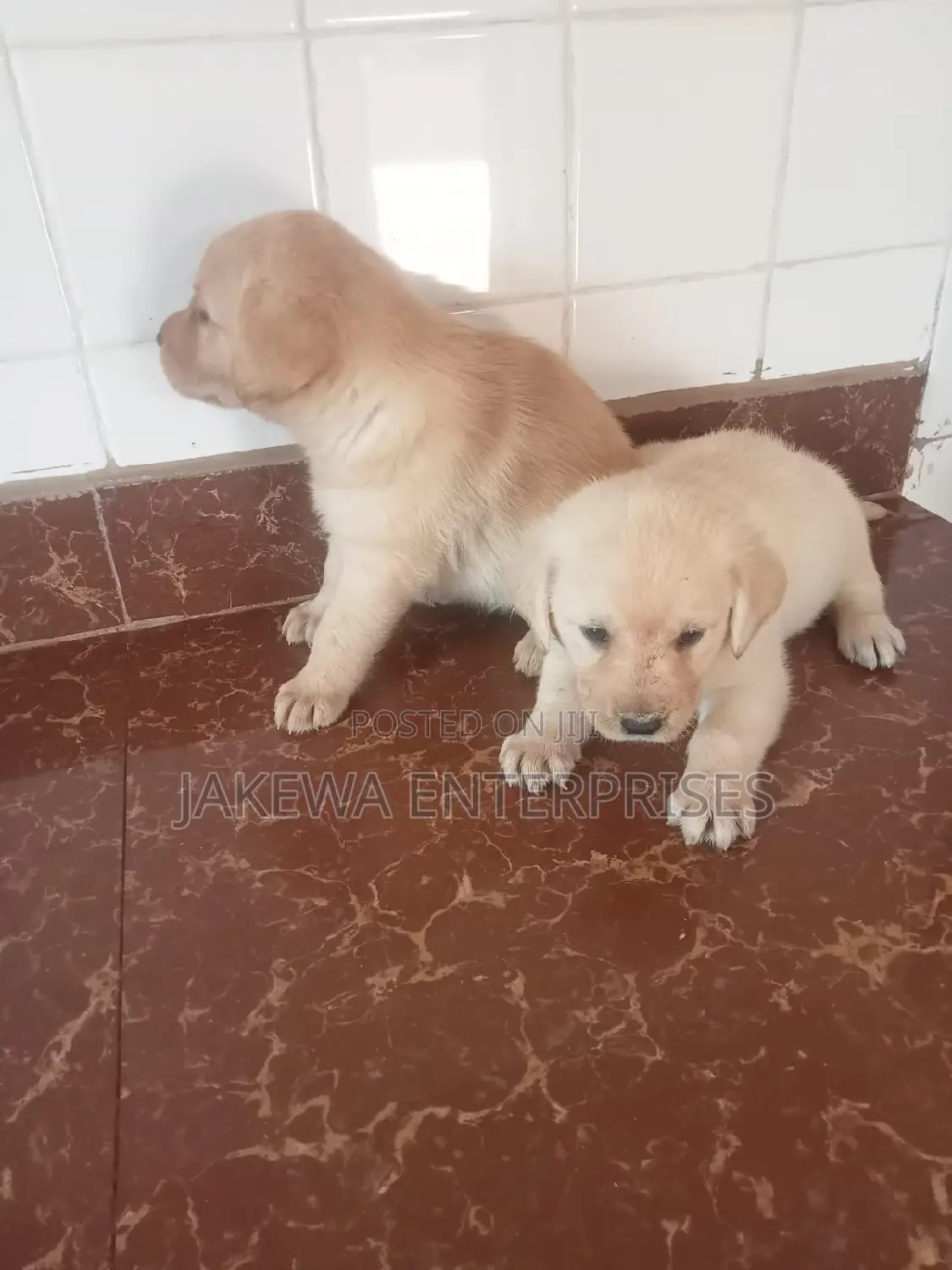 1-3 months Female Purebred Labrador Retriever