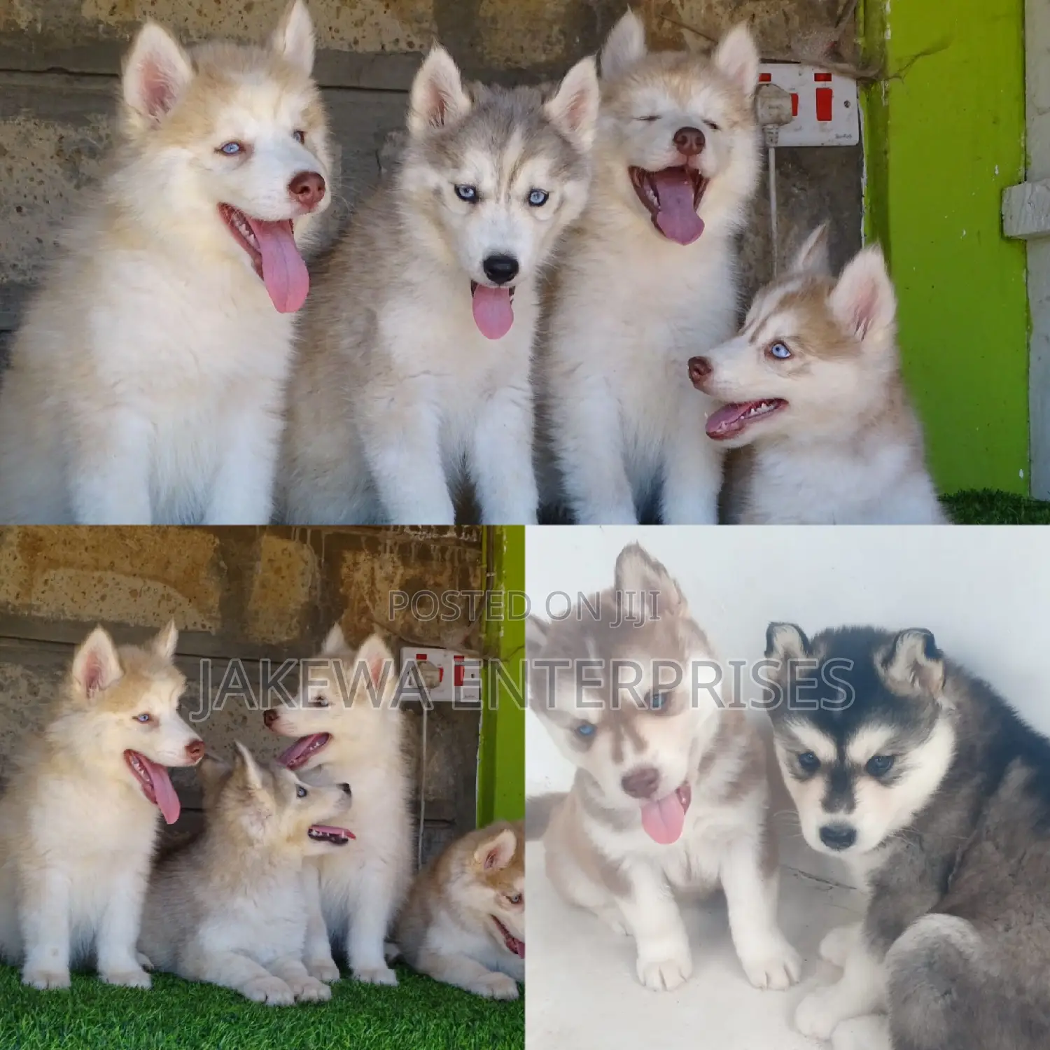 1-3 months Male Purebred Siberian Husky