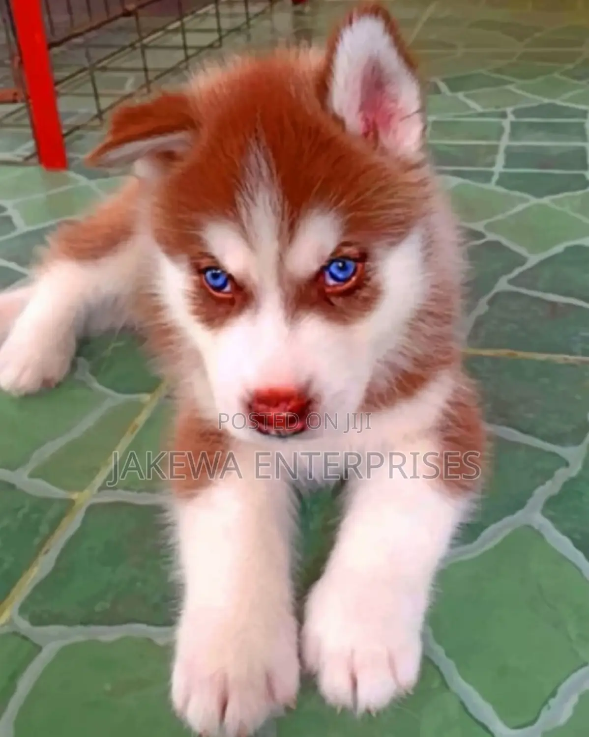 1-3 months Female Purebred Siberian Husky