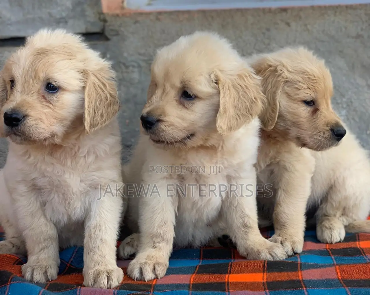 1-3 months Female Purebred Golden Retriever