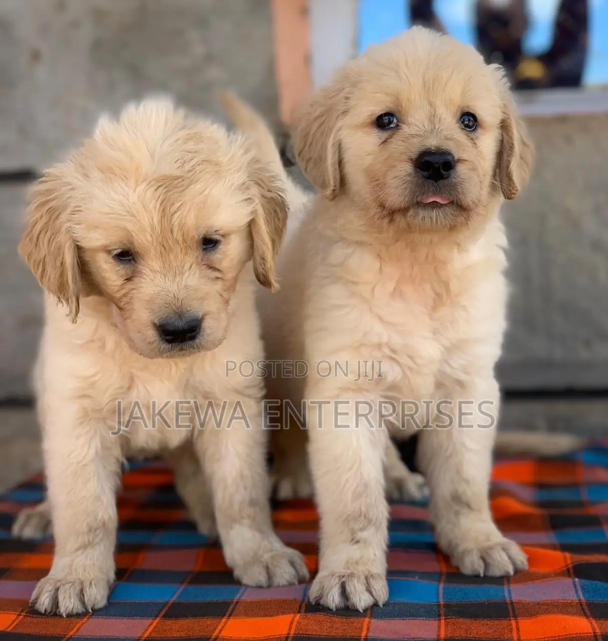 1-3 months Male Purebred Golden Retriever