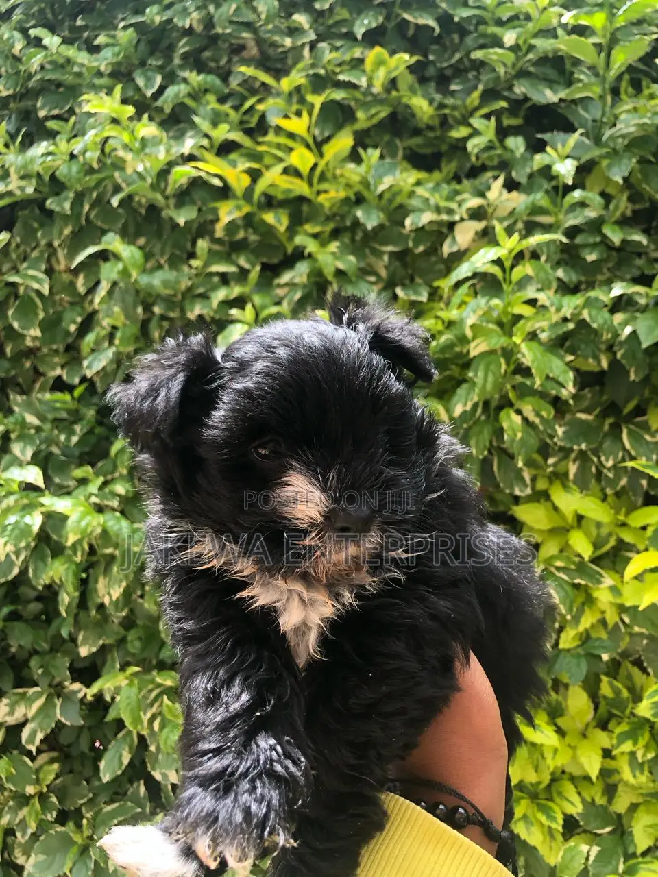 1-3 months Female Purebred Havanese