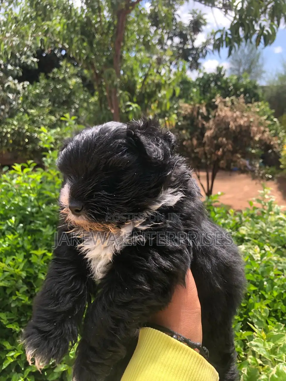 1-3 months Female Purebred Havanese