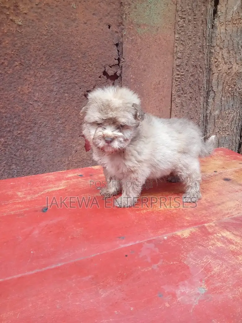 1-3 months Female Purebred Havanese