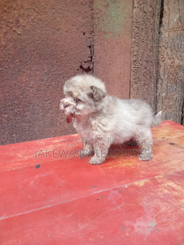 1-3 months Female Purebred Havanese