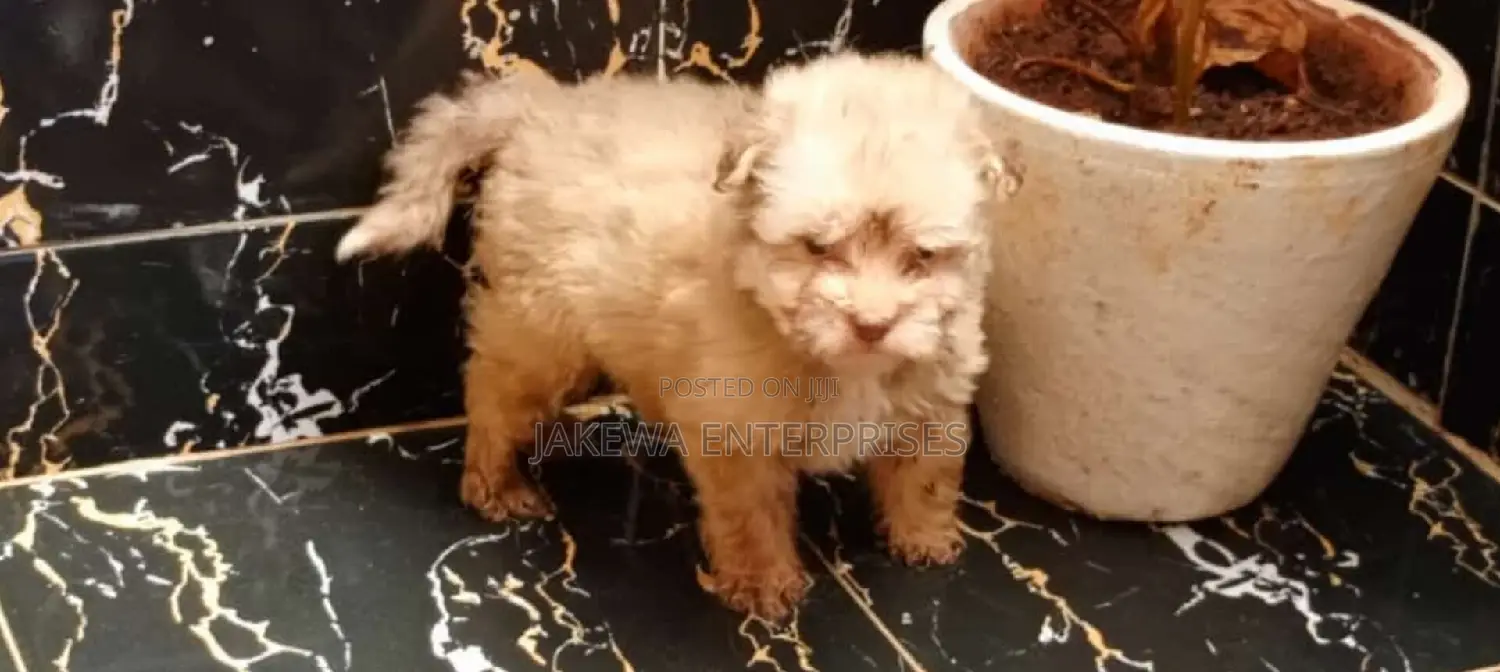 1-3 months Female Purebred Havanese