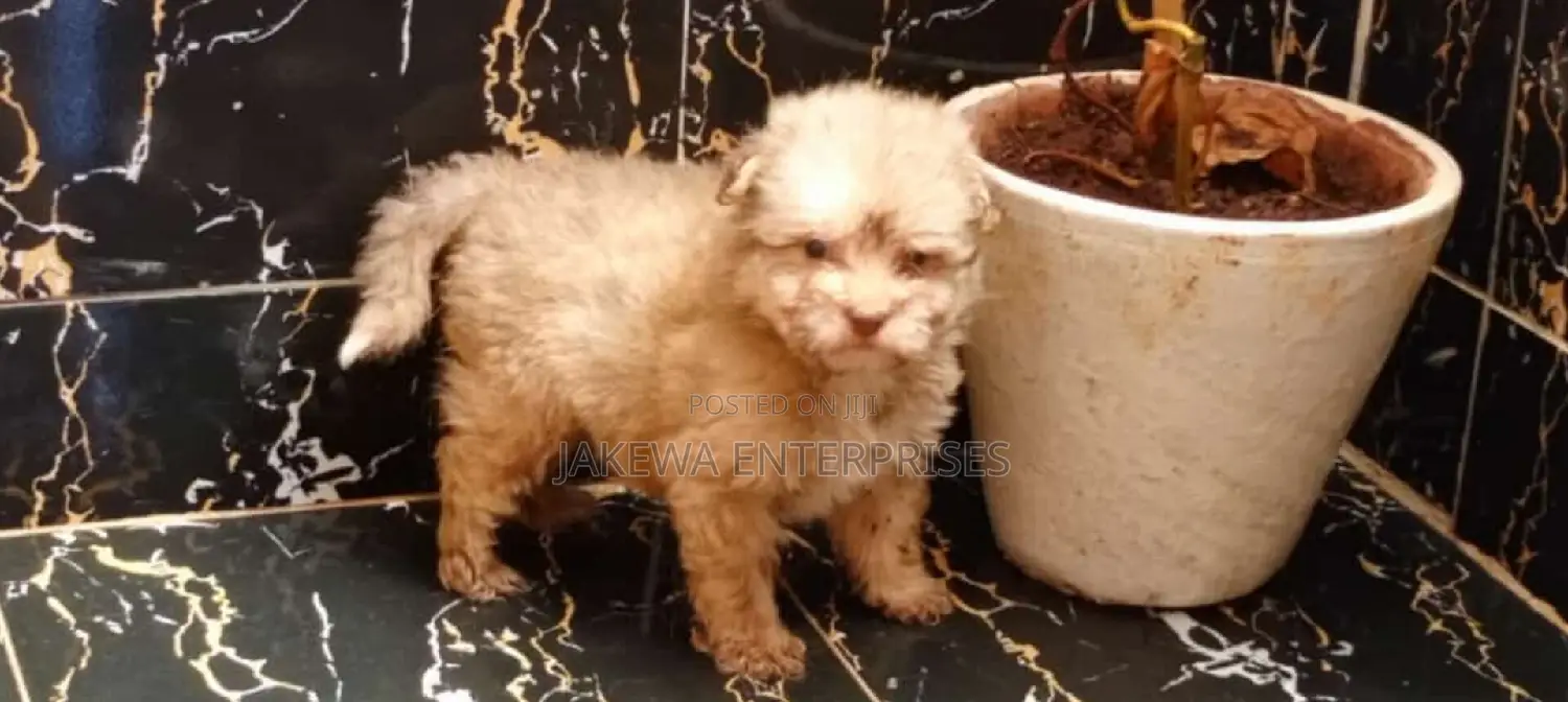 1-3 months Female Purebred Havanese