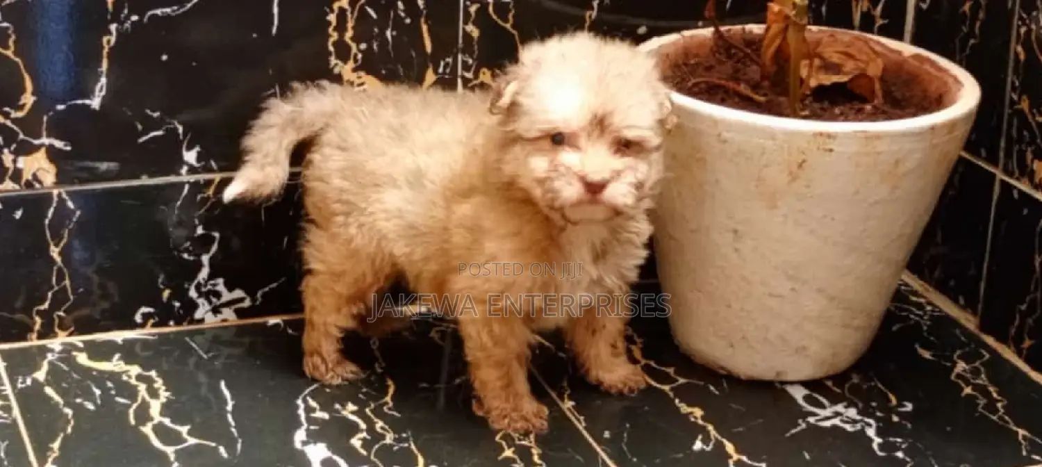 1-3 months Female Purebred Havanese