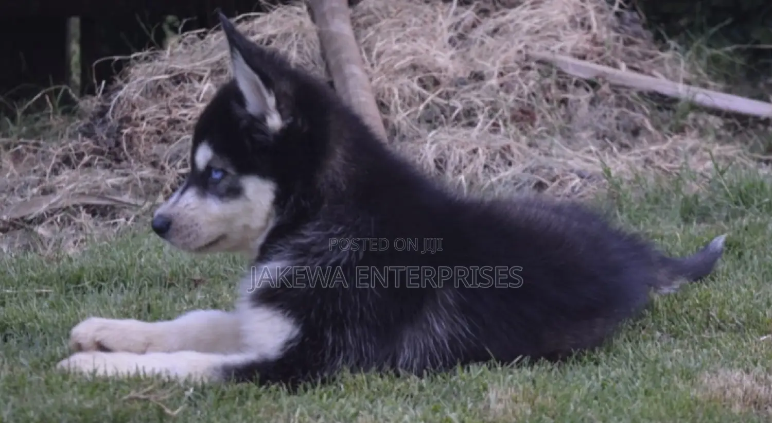 1-3 months Male Purebred Siberian Husky