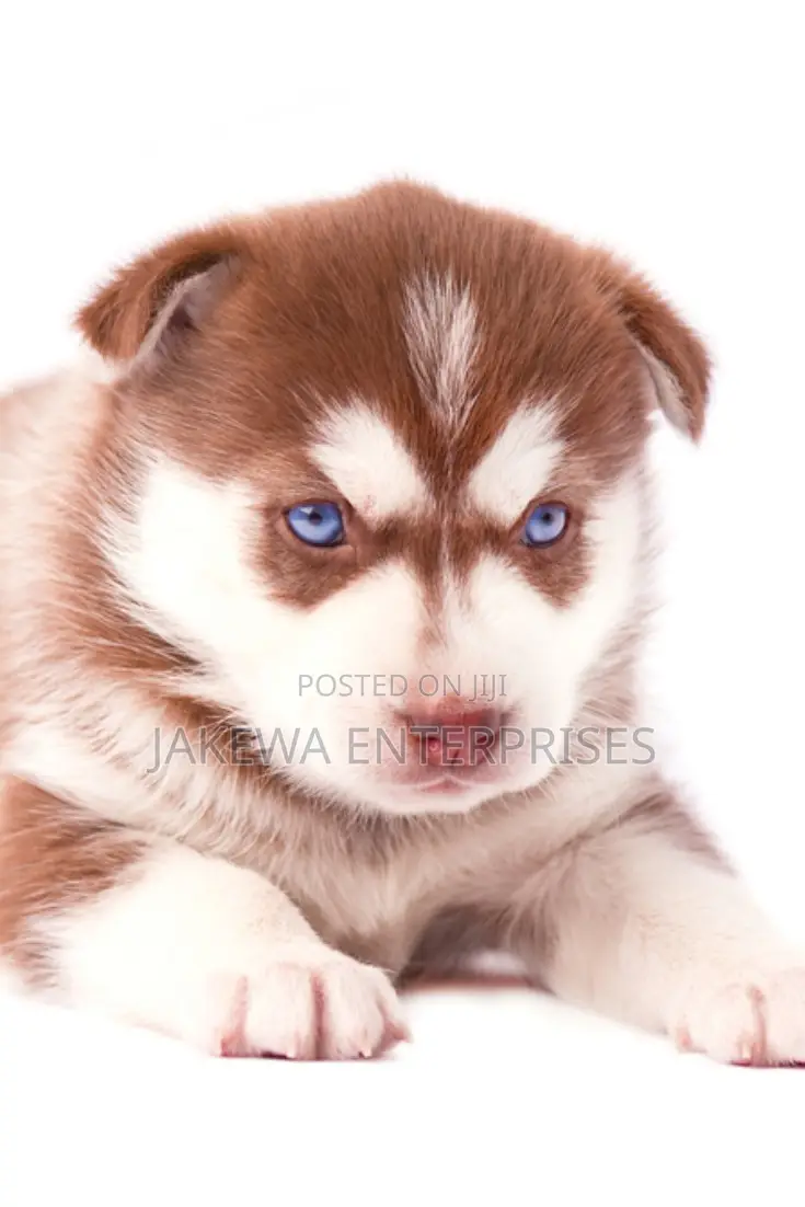 1-3 months Female Purebred Siberian Husky