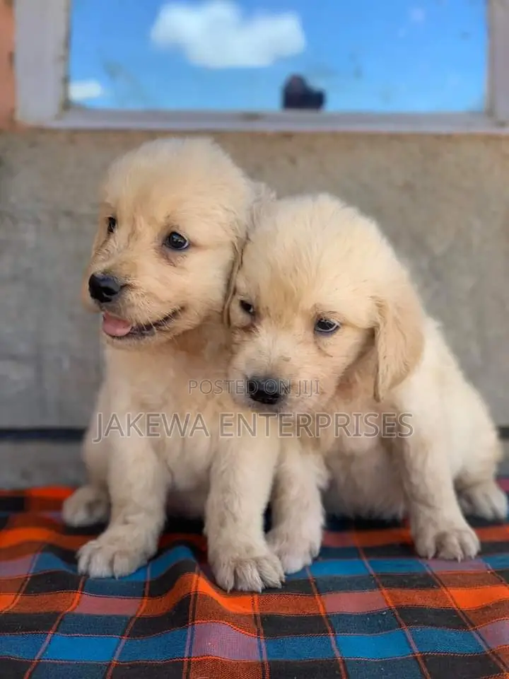 1-3 months Male Purebred Golden Retriever