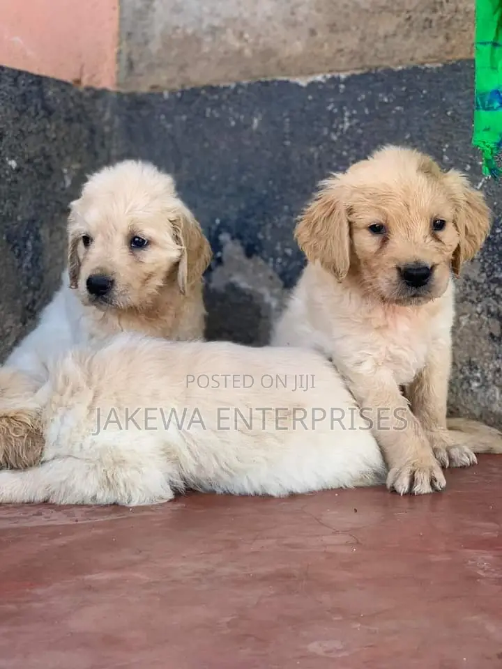 1-3 months Male Purebred Golden Retriever