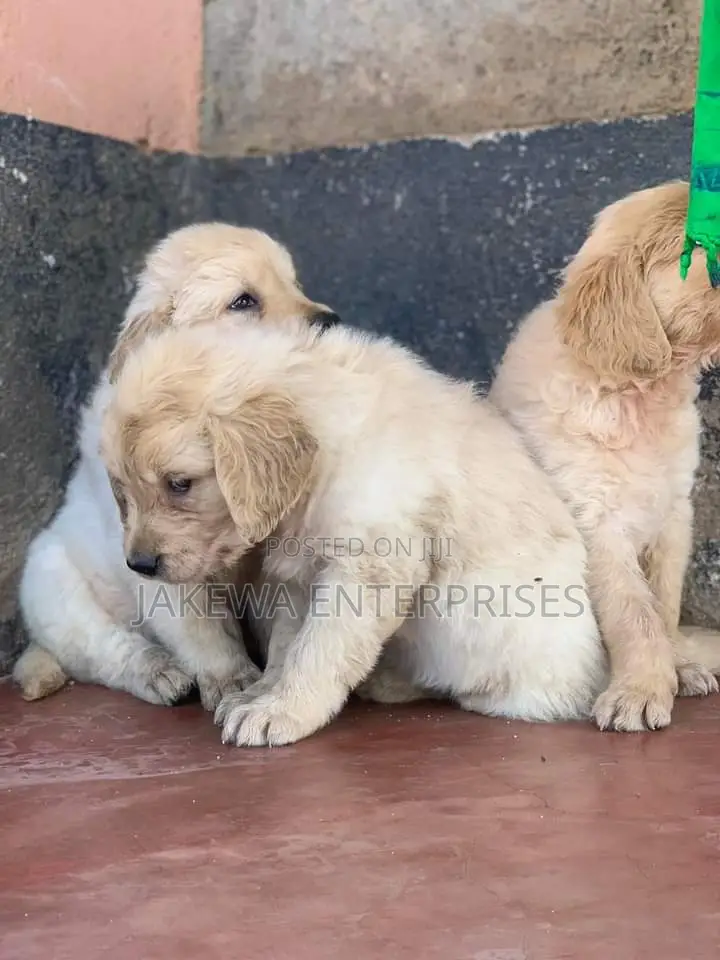 1-3 months Male Purebred Golden Retriever