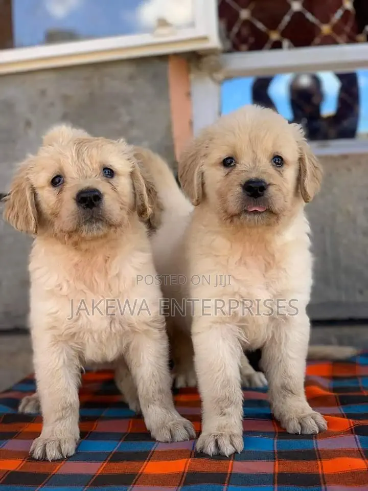 1-3 months Male Purebred Golden Retriever