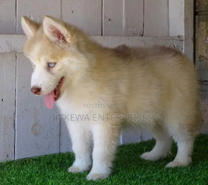 1-3 months Male Purebred Siberian Husky
