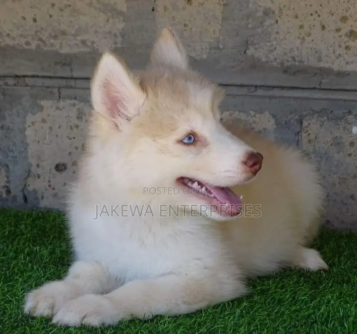 1-3 months Male Purebred Siberian Husky
