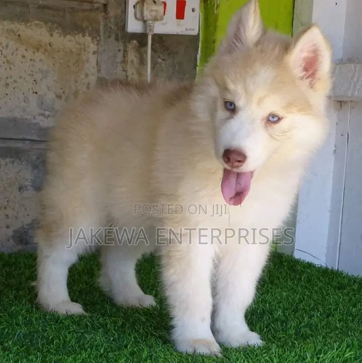 1-3 months Female Purebred Siberian Husky