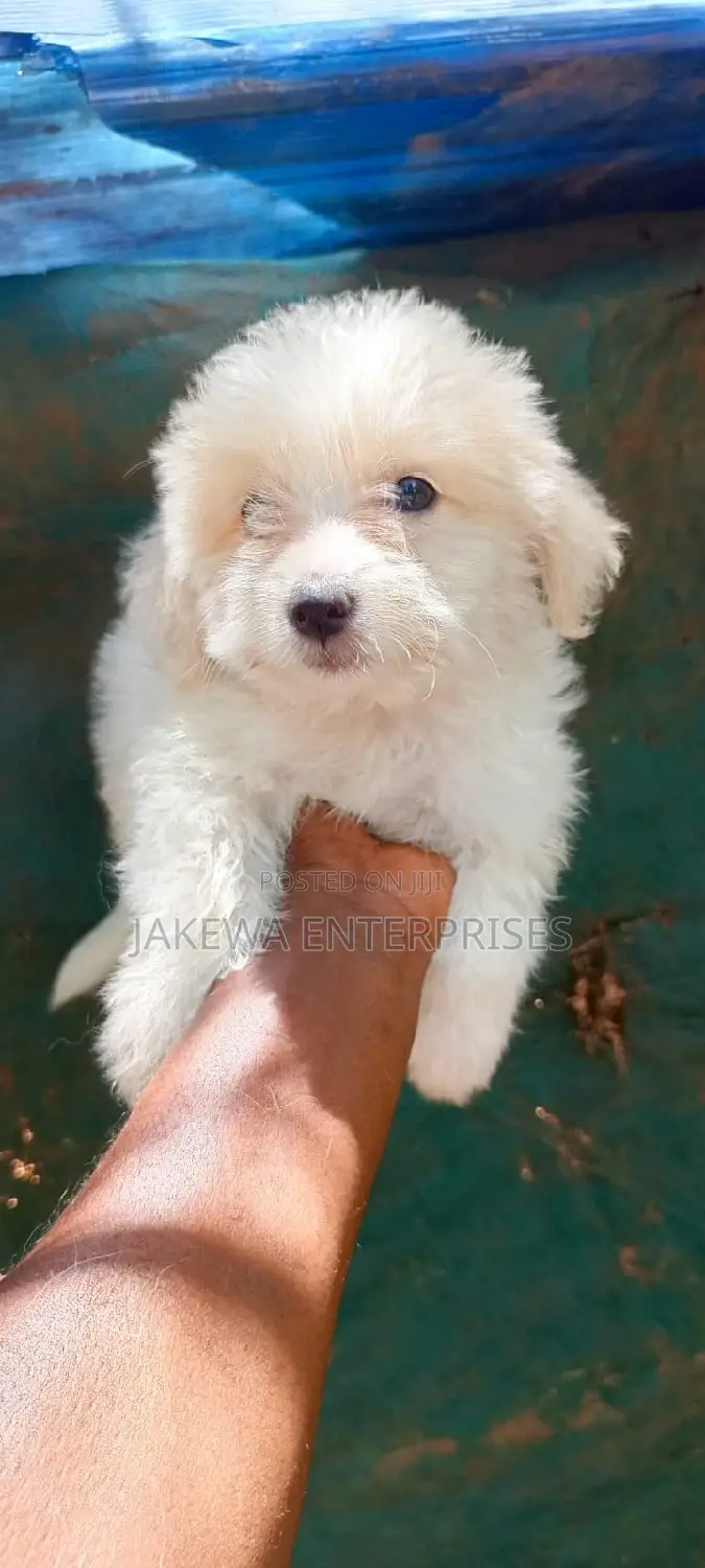 1-3 months Male Purebred Havanese