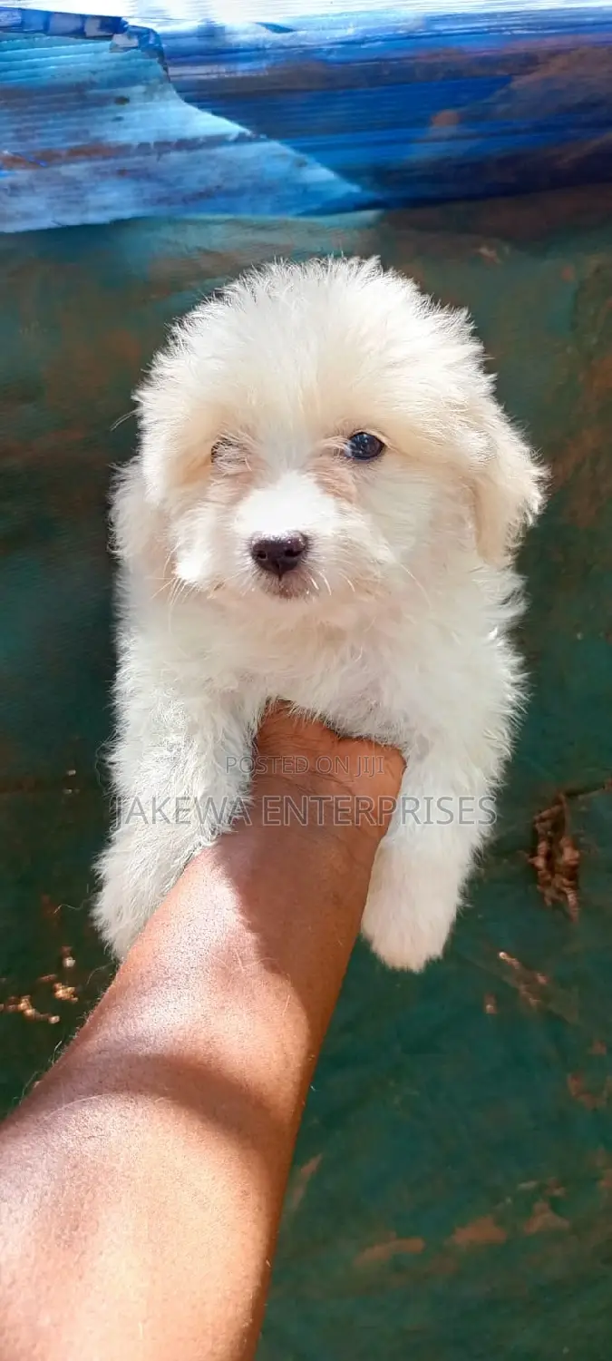 1-3 months Male Purebred Havanese