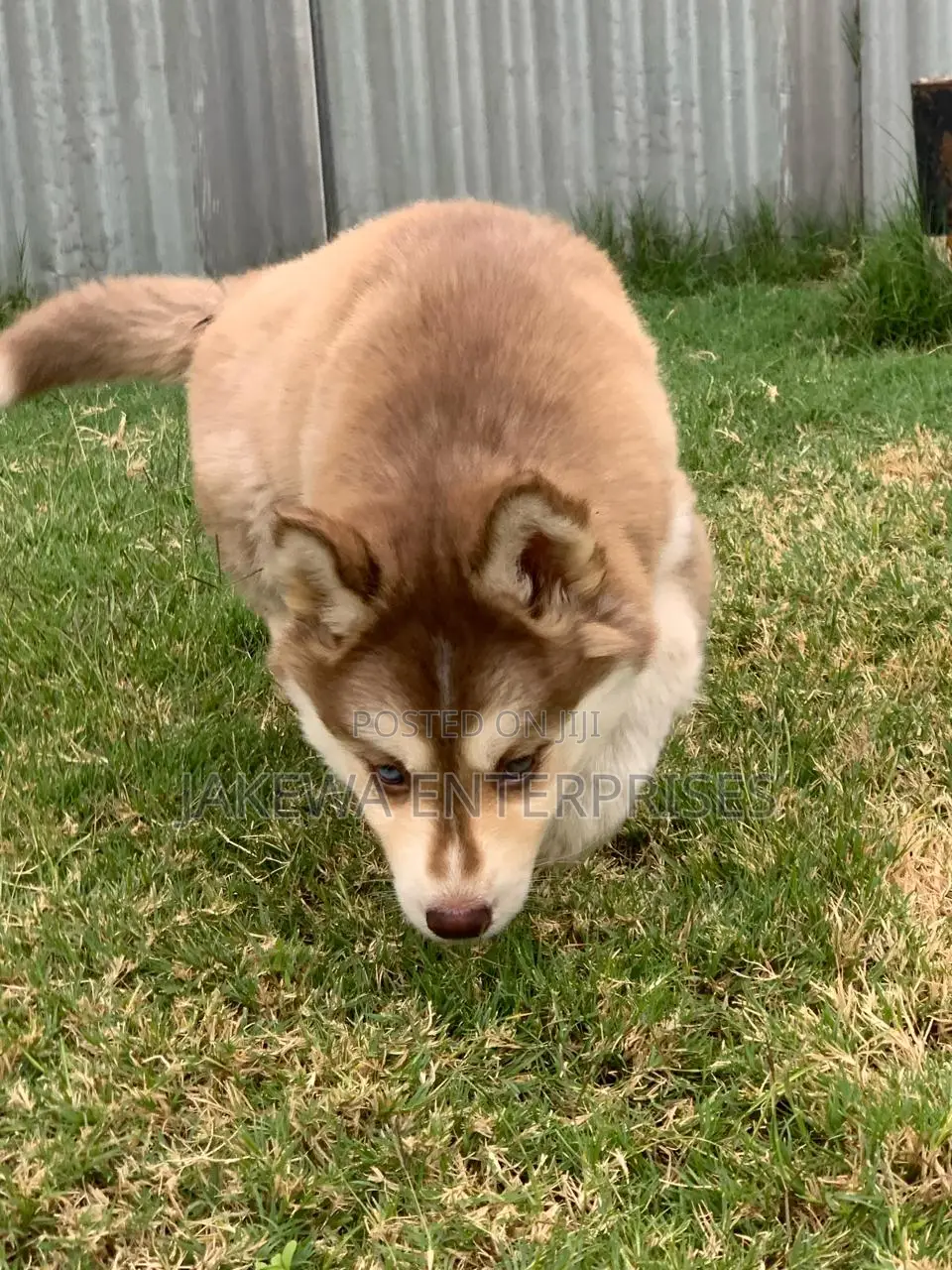 1-3 months Male Purebred Siberian Husky