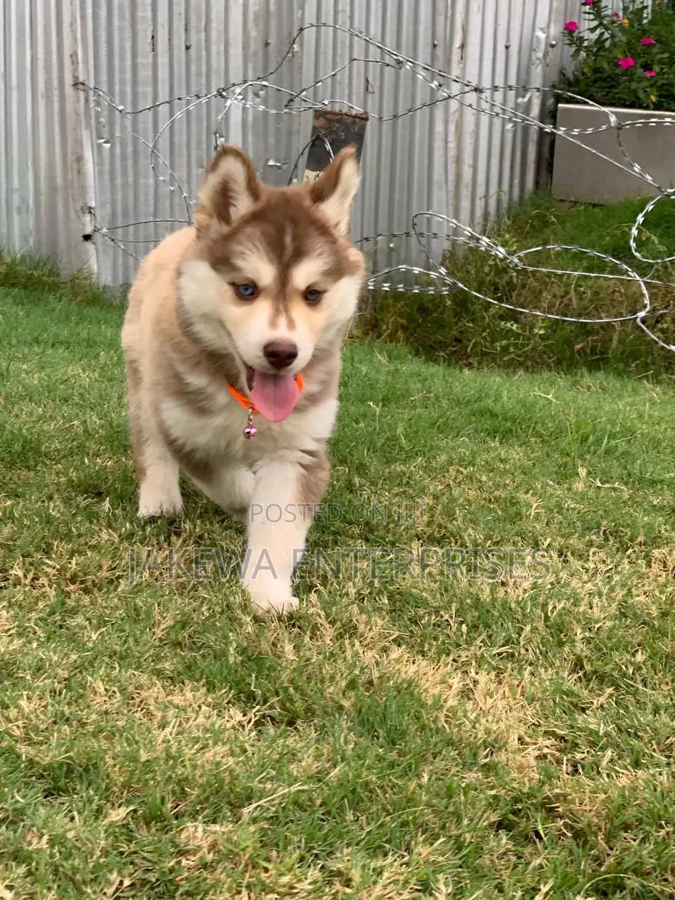 1-3 months Male Purebred Siberian Husky