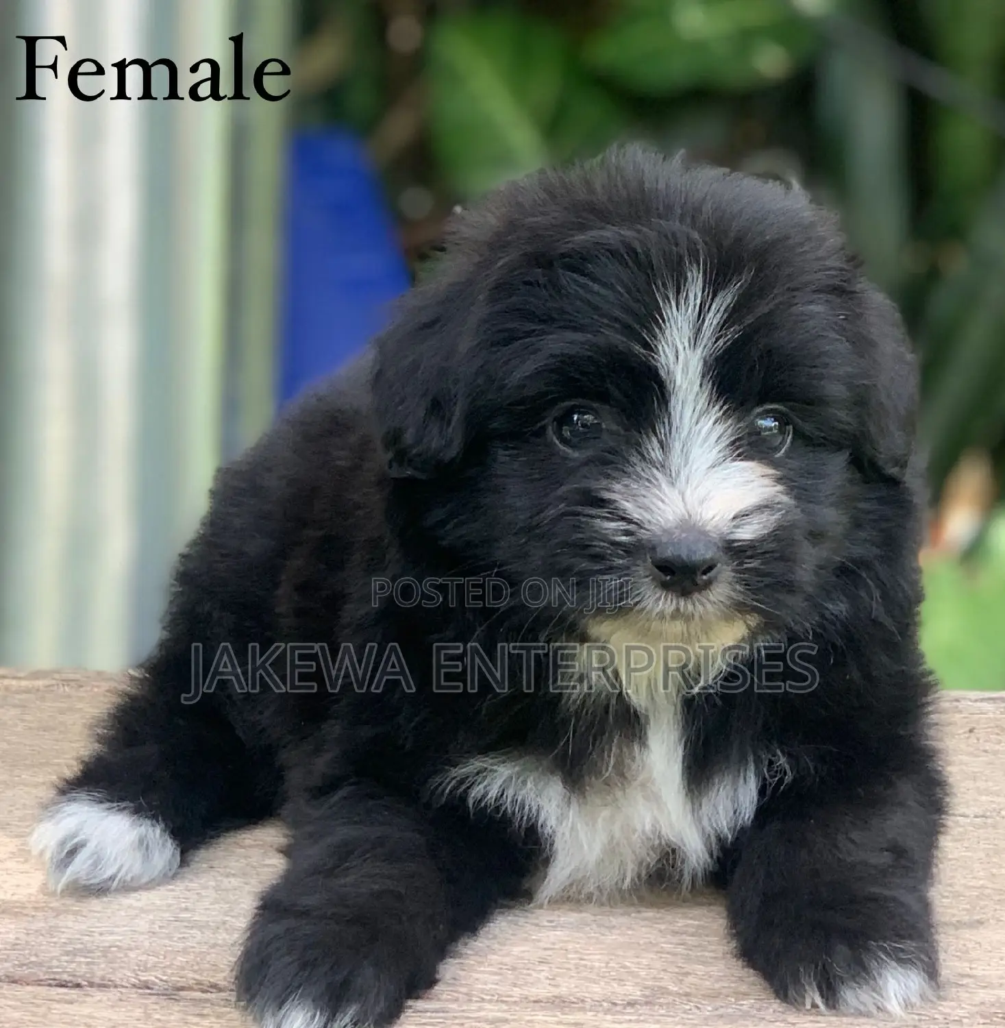 1-3 months Female Purebred Havanese
