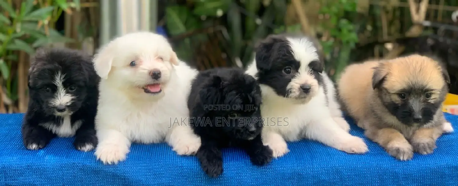 1-3 months Male Purebred Havanese