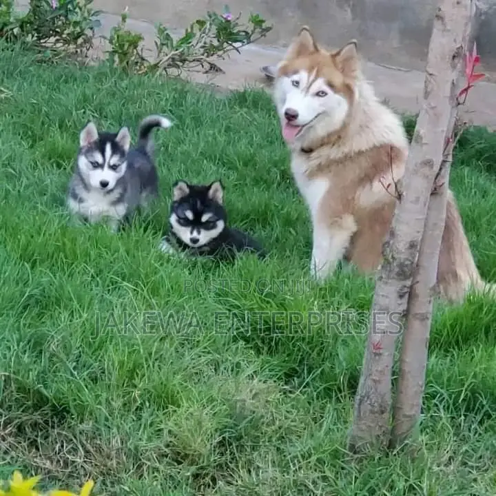 1-3 months Male Purebred Siberian Husky