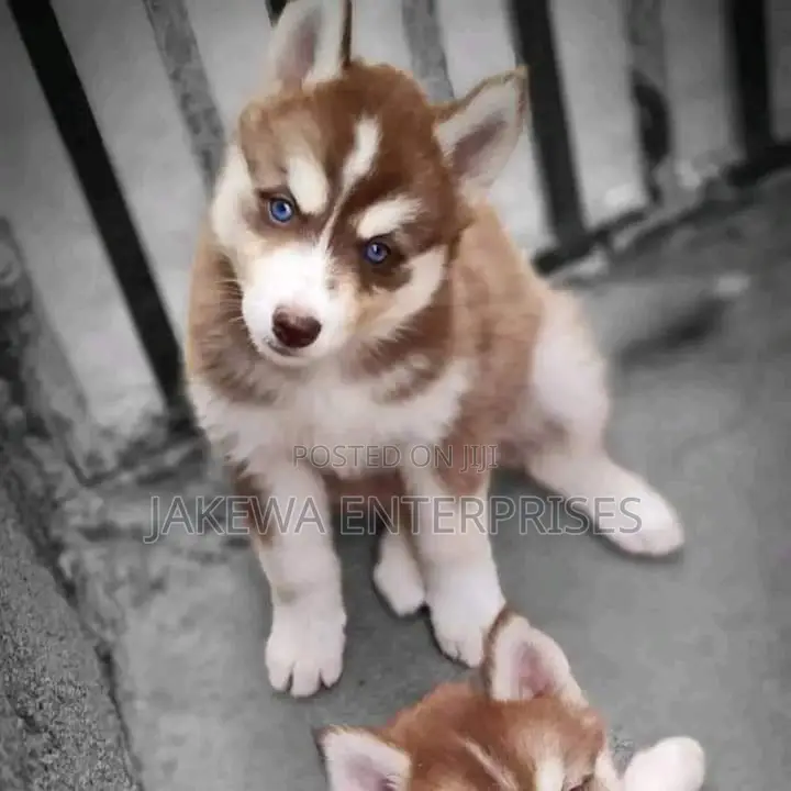 1-3 months Female Purebred Siberian Husky